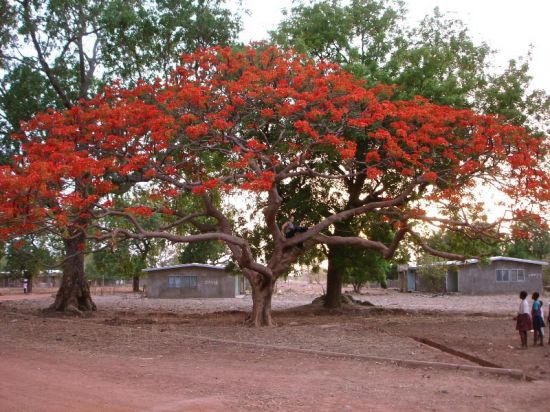Le Flamboyant l'arbre le plus beau de mon trip à Navrongo au Ghana - Jipes