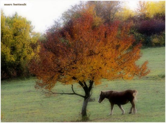 Douceur d'automne - Marc Batault