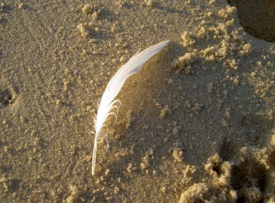 La plume sur la plage