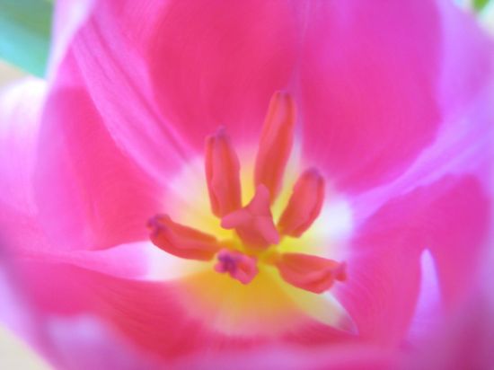 Mon raté-joli (enfin, à mes yeux) est un coeur de tulipe complètement flou - Tippie