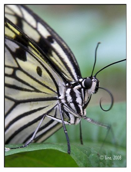 Le papillon, exemple parfait d'une re-naissance - Gina