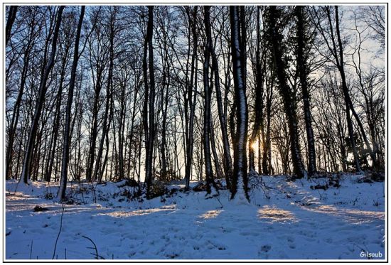 Bois de Clamart sous la neige
